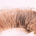 Organic Lion's Mane Mushroom