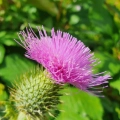 Rhodiola Rosea