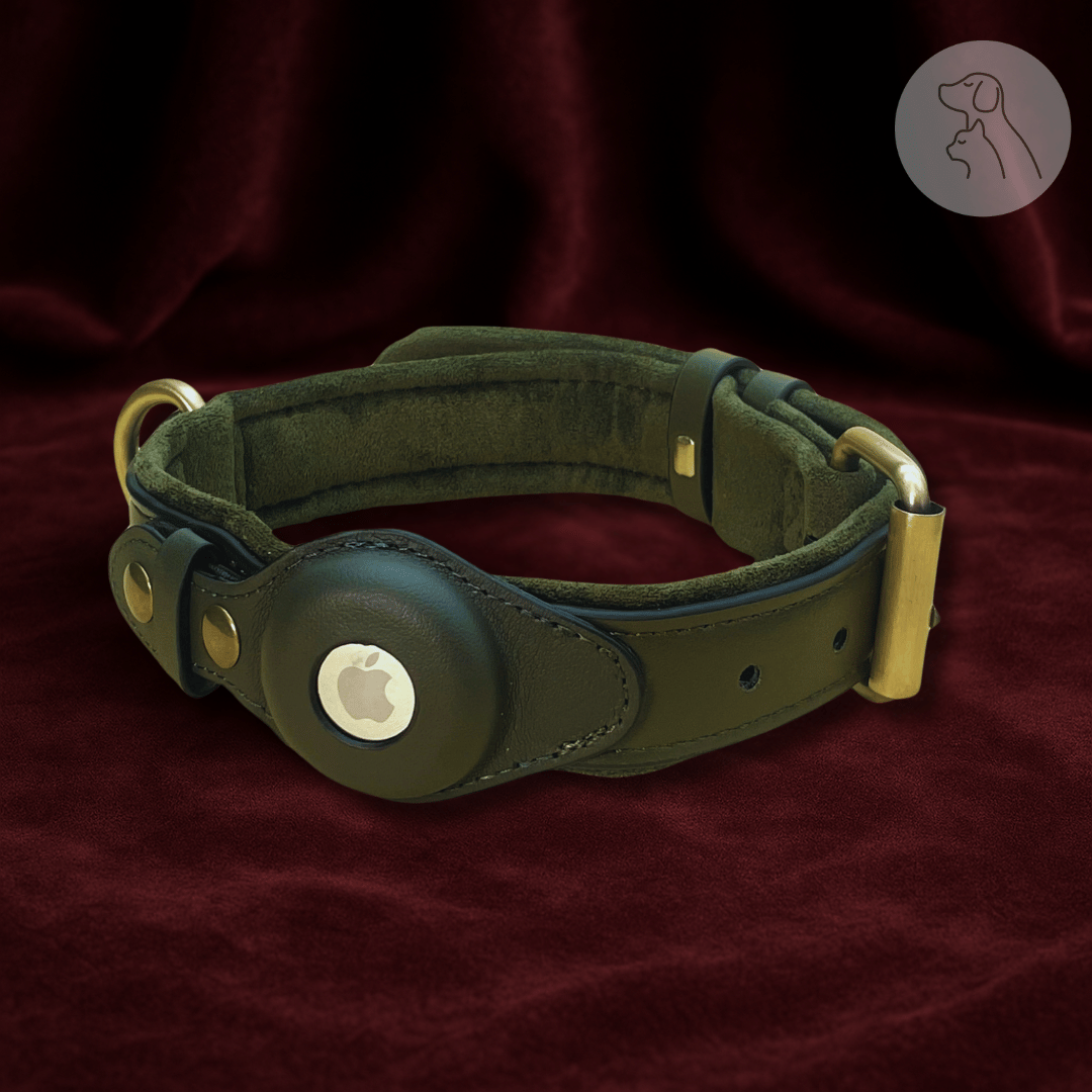 Green leather dog collar with a metallic buckle on a red velvet background.
