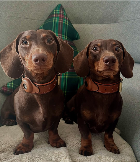 Two brown dachshunds with collars sitting on a couch with a plaid pillow.