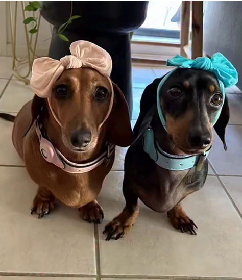 Two dachshunds wearing bows on their heads, sitting on a tiled floor.