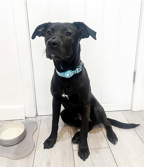Black dog with blue collar sitting on wooden floor near an empty bowl.