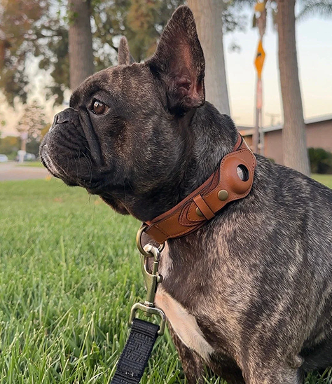 Brindle French Bulldog sitting on grass, wearing a brown leather collar.