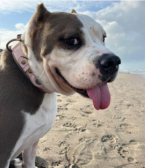 Smiling dog with a pink collar on a sandy beach.