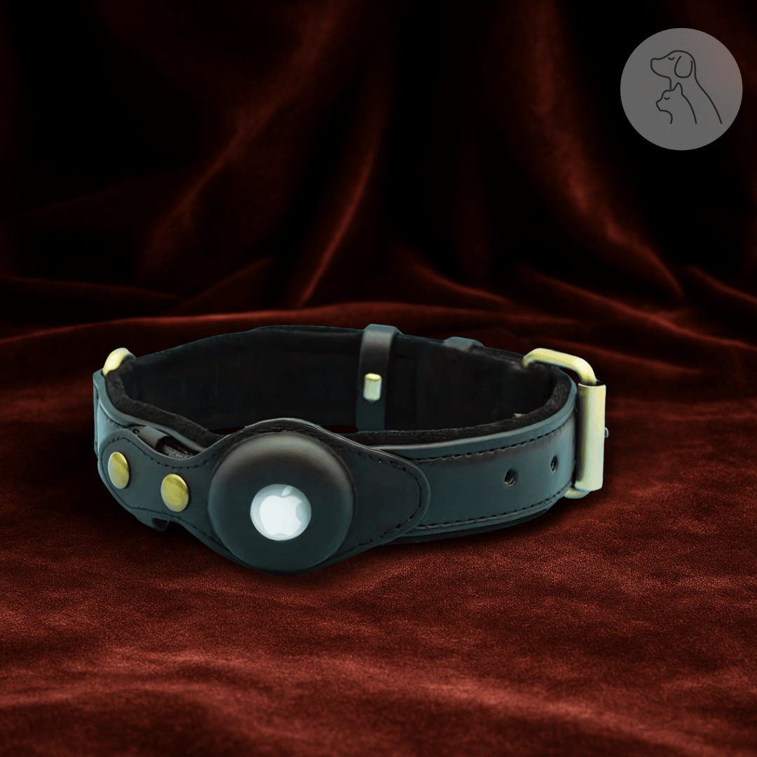 Black leather dog collar with a round device on a red velvet background.