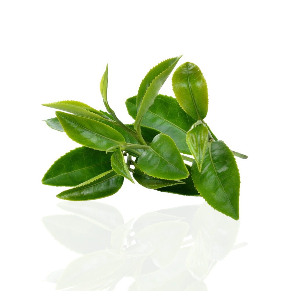 Green leaves with a reflective surface on a black background.