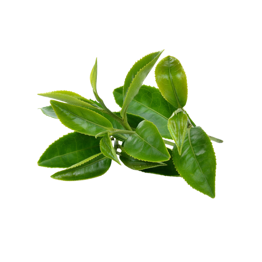 Cluster of green leaves on a branch.