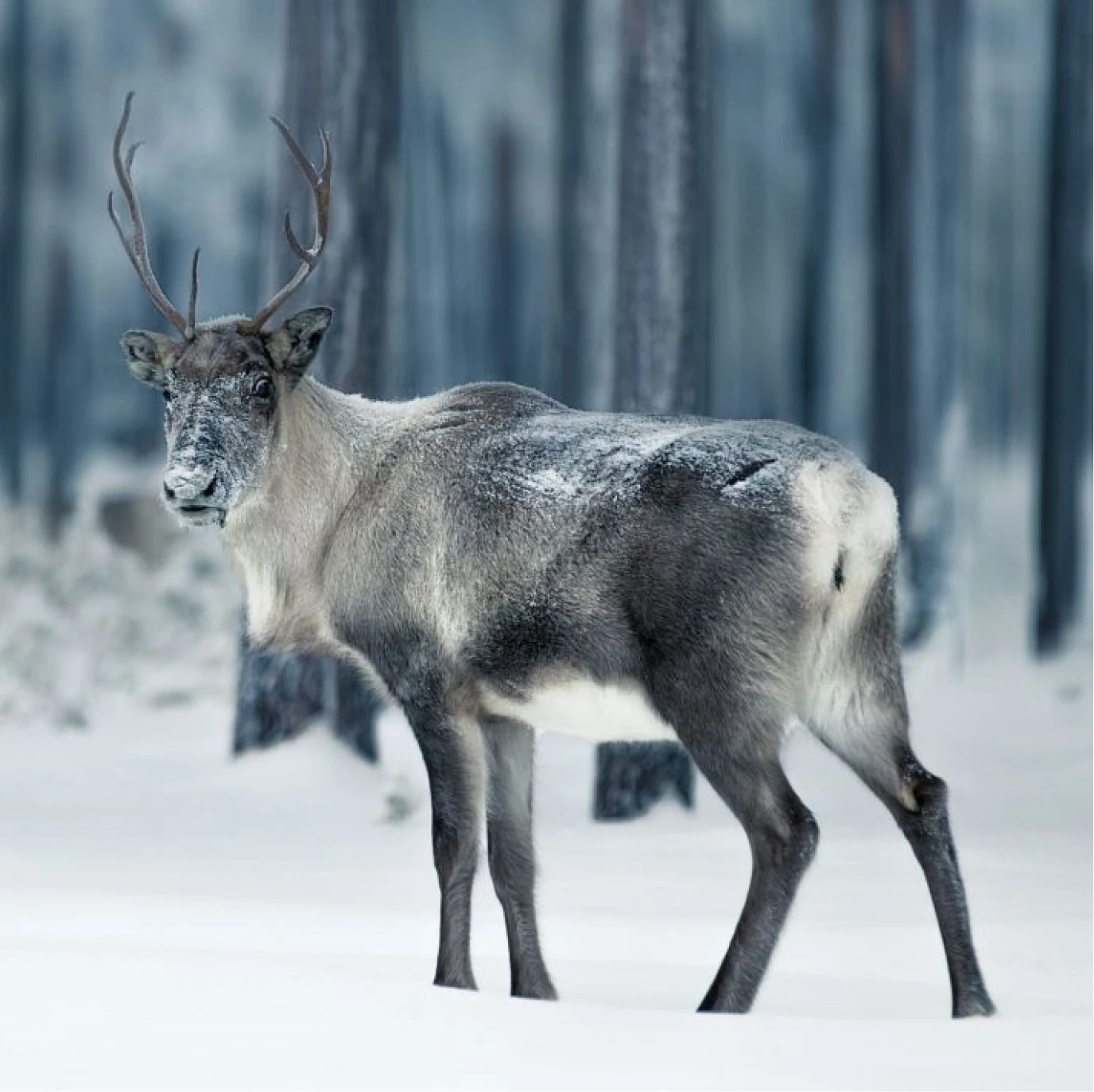 Anatomical illustration comparing a torso with fat deposits to a muscular torso, suggesting a body transformation.