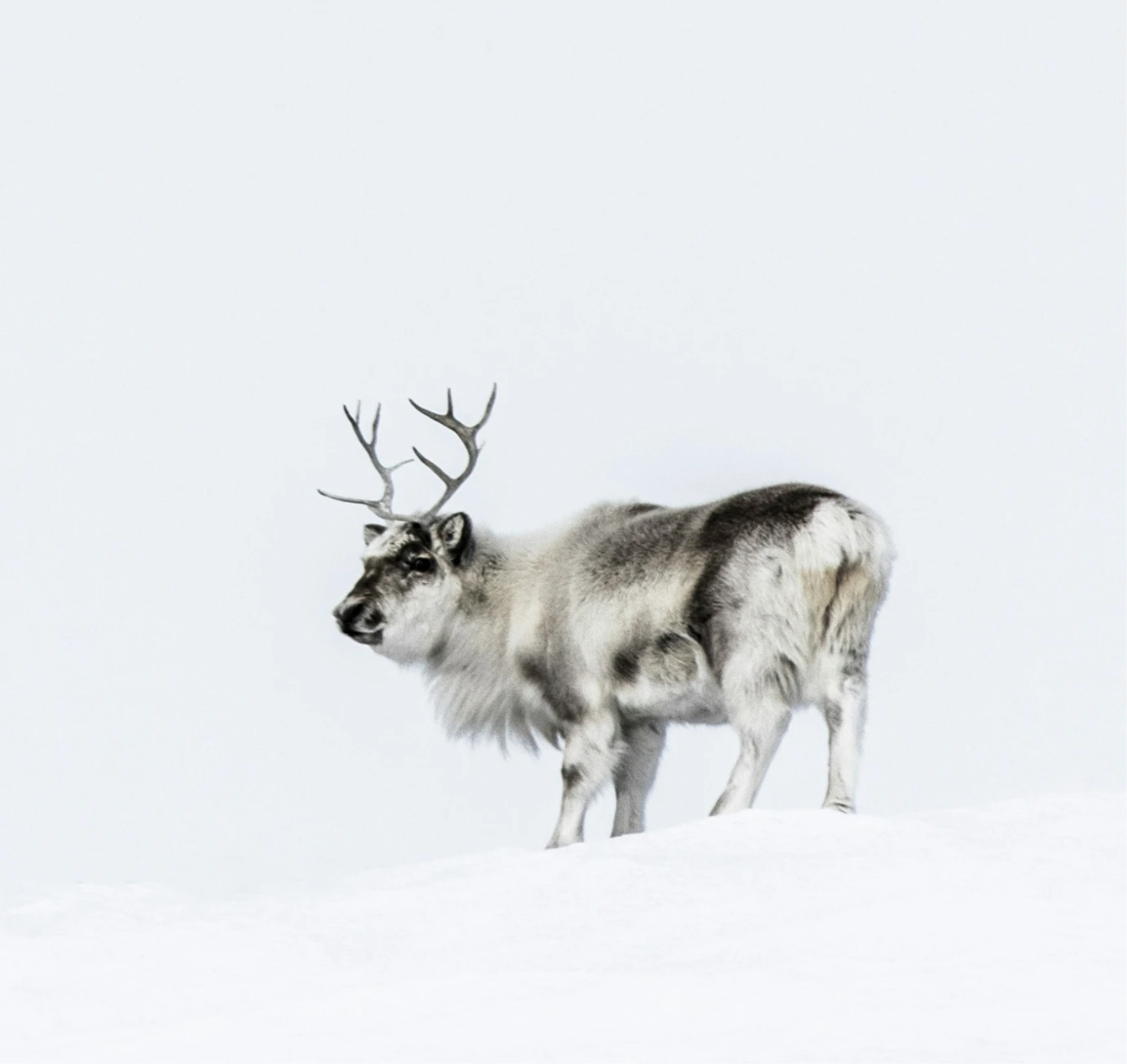 An ad featuring a female scientist using a microscope, with text promoting a natural hormone protocol.