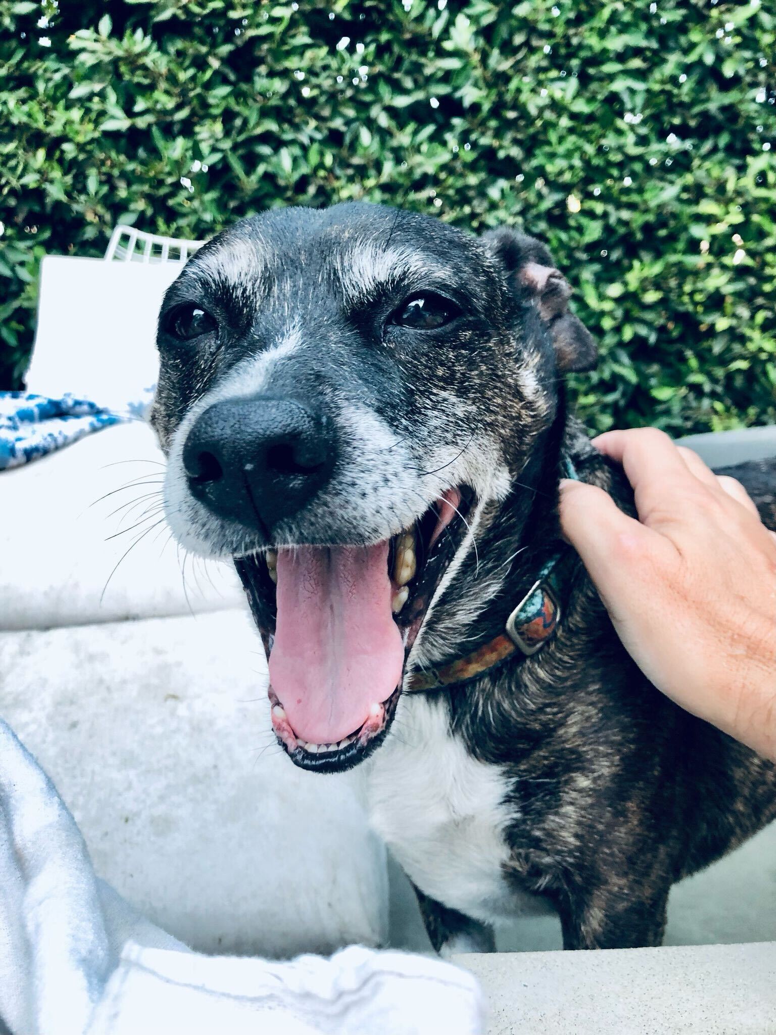 A happy dog being petted, mouth open wide with greenery in the background.