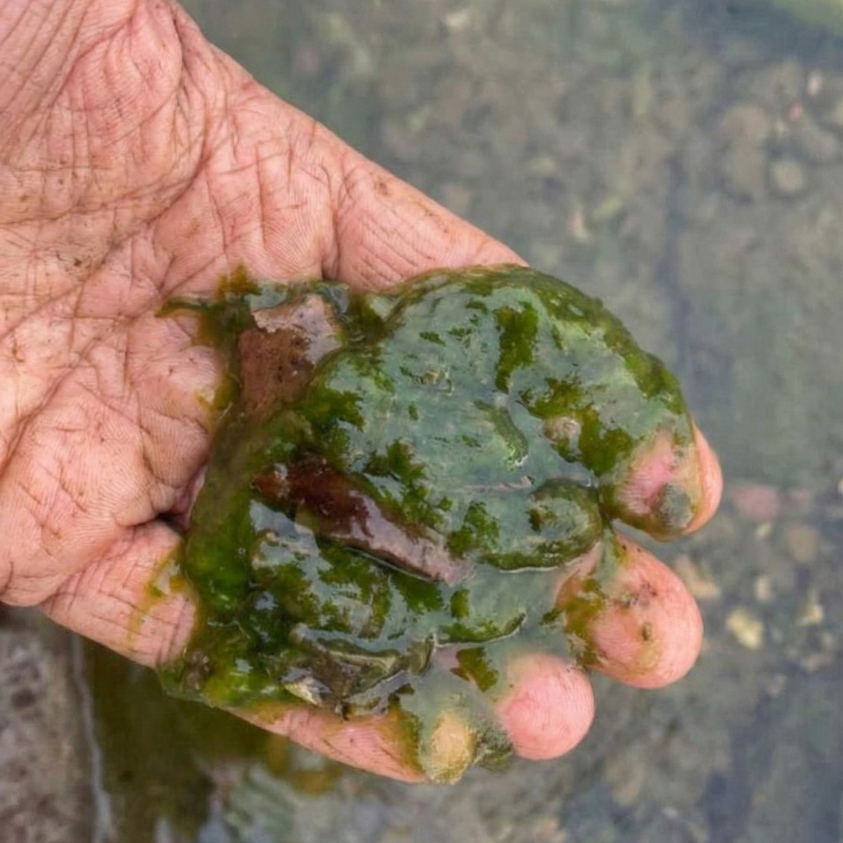 A close-up of a person's hand holding a clump of slimy green algae over water.