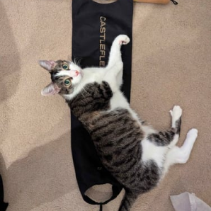 Customer photo of a cat lying on a black CastleFlexx strap