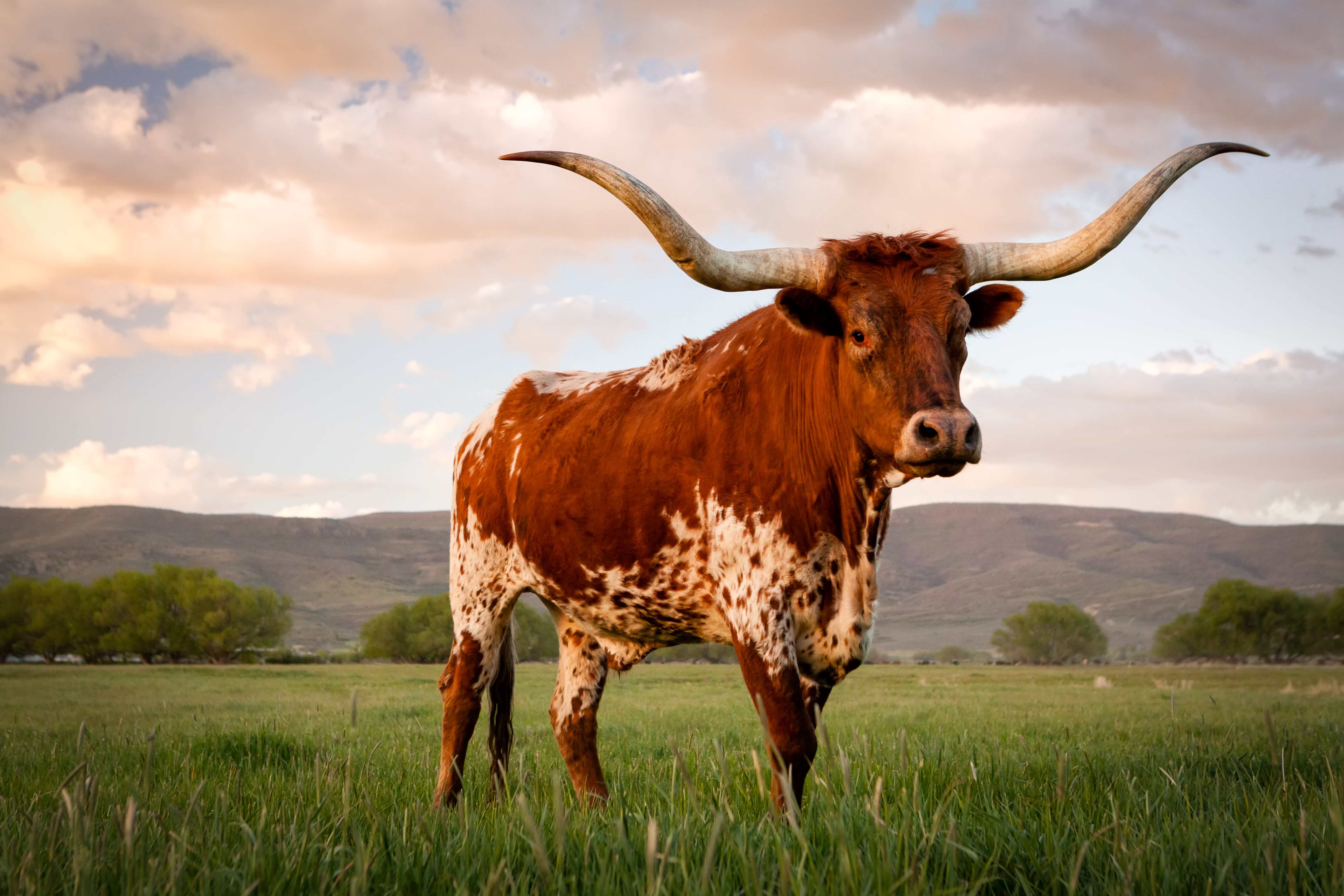 A longhorn cow standing in a grassy field with mountains in the background.