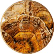 Close-up of a cross-section of tree rings in a circular frame.