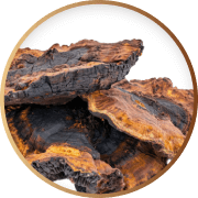 Close-up of brown and black textured chaga mushrooms.