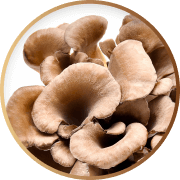 Cluster of brown mushrooms with wavy caps in a circular frame.