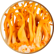Close-up of orange mushroom-like structures with elongated stems.