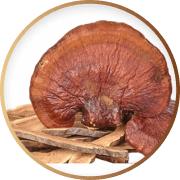 A brown mushroom with a fan-like shape on wooden pieces.
