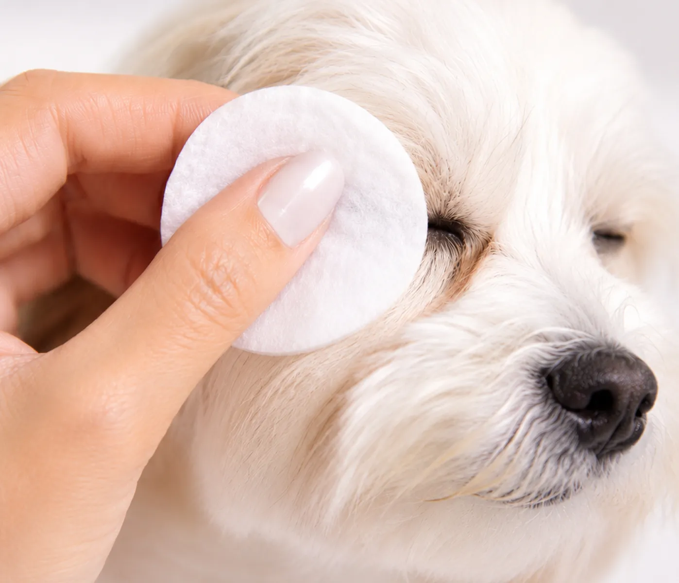 A person gently cleans the eye of a small white dog with a round cotton pad.