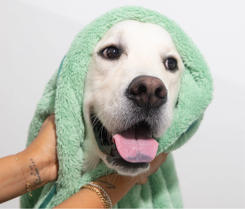 A person dries a happy-looking white dog with a fluffy green towel wrapped around its head.