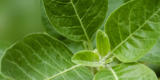 A close-up photograph of the green leaves of a plant showing their veins.