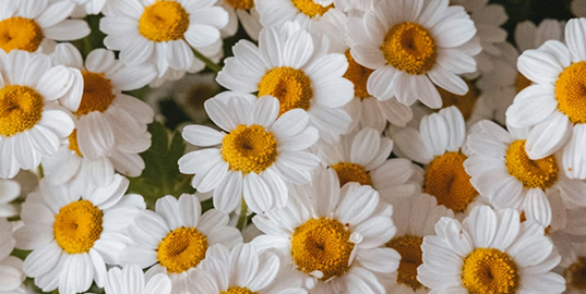 A close-up photograph of a dense cluster of small white daisies with yellow centers.
