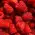 Raspberry image
