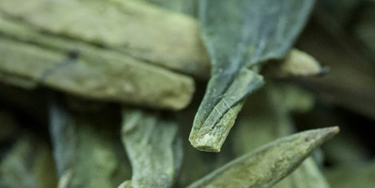 A close-up, macro photo of long, flat, dried green tea leaves.