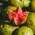 Guava image