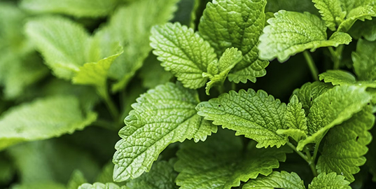 A close-up photograph of lush, vibrant green leaves with a textured surface and serrated edges.