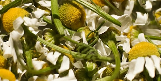 A close-up view of a pile of chamomile flowers, stems, and loose white petals.