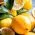 Lemonade image