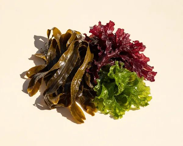 A cluster of fresh green, red, and brown seaweed on a light-colored surface under bright light.