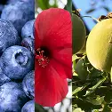 A vertical collage of blueberries, a red hibiscus flower, and a yellow fruit on a branch.