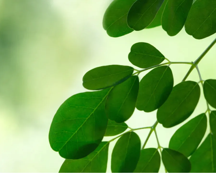 A close-up of a branch with small, green, oval leaves against a soft-focus green background.