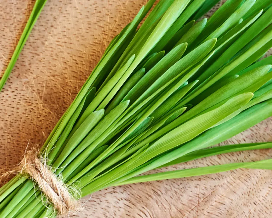 A close-up of a bundle of vibrant green wheatgrass tied with twine on a wooden cutting board.
