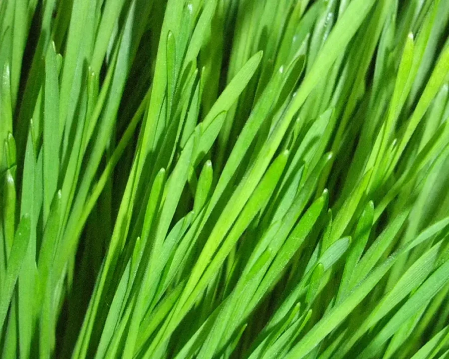 A close-up photograph of lush, vibrant green blades of grass.