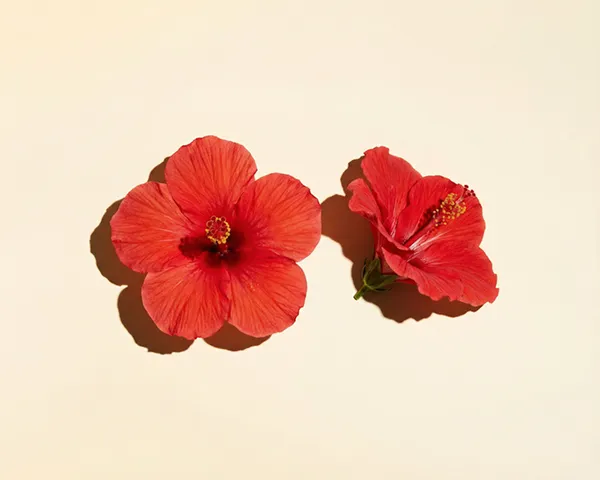 Two red hibiscus flowers lie on a cream-colored surface, casting distinct shadows in bright light.