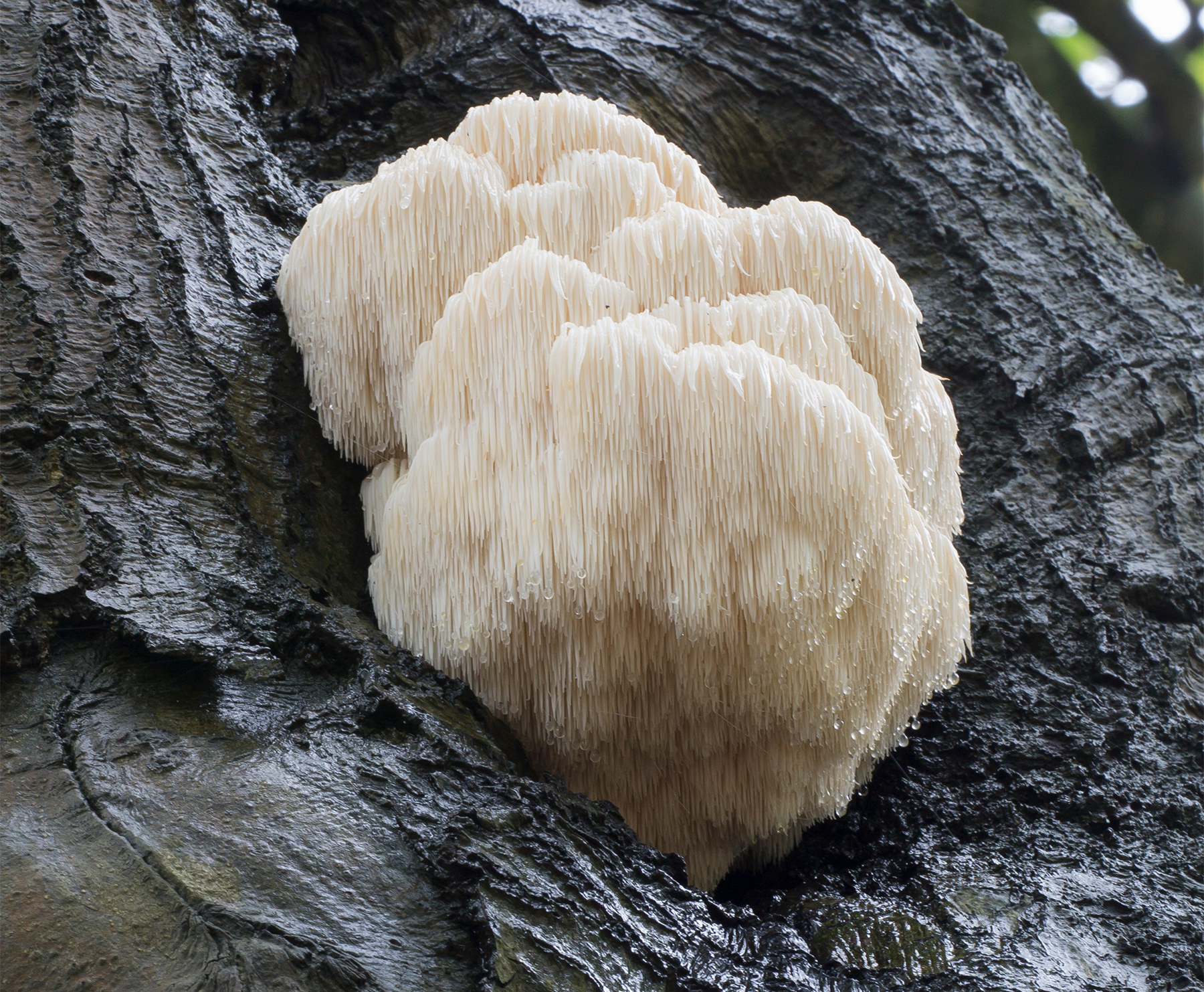 White, shaggy mushroom growing on a tree trunk.