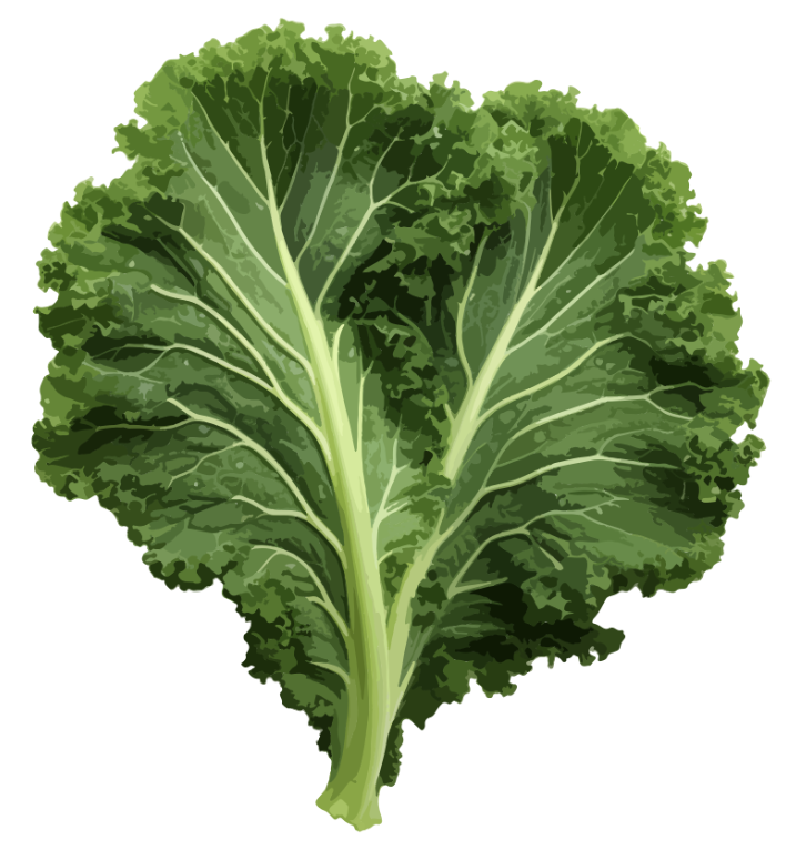 A whole and halved cabbage on a light background.