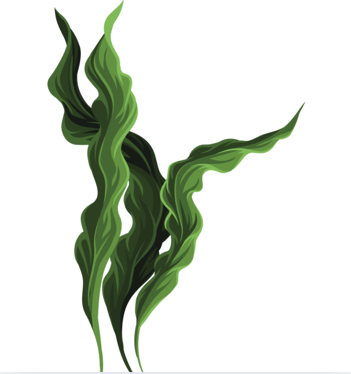 A vibrant green seaweed illustration on a light background.