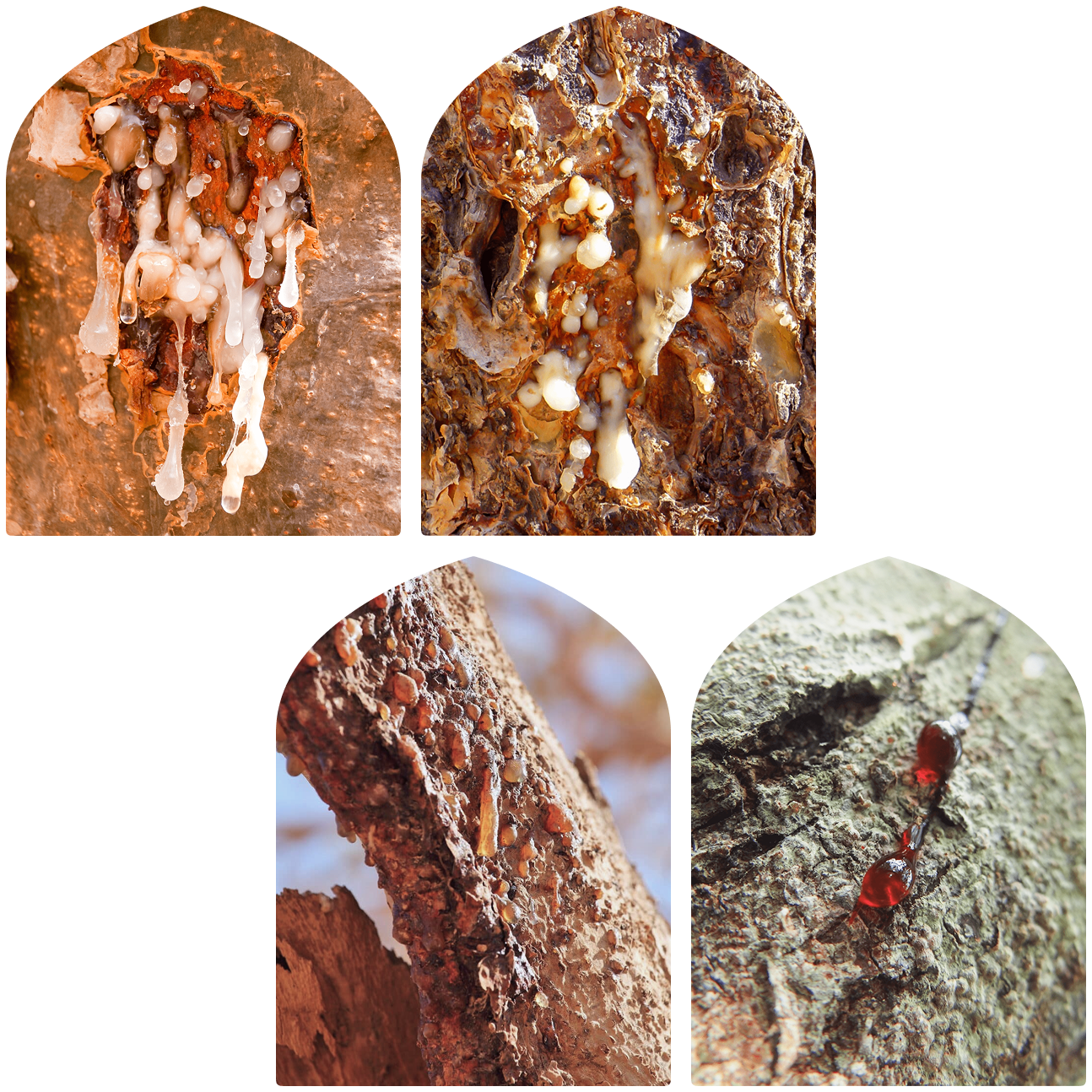 Four images of tree bark with different types of sap oozing out.