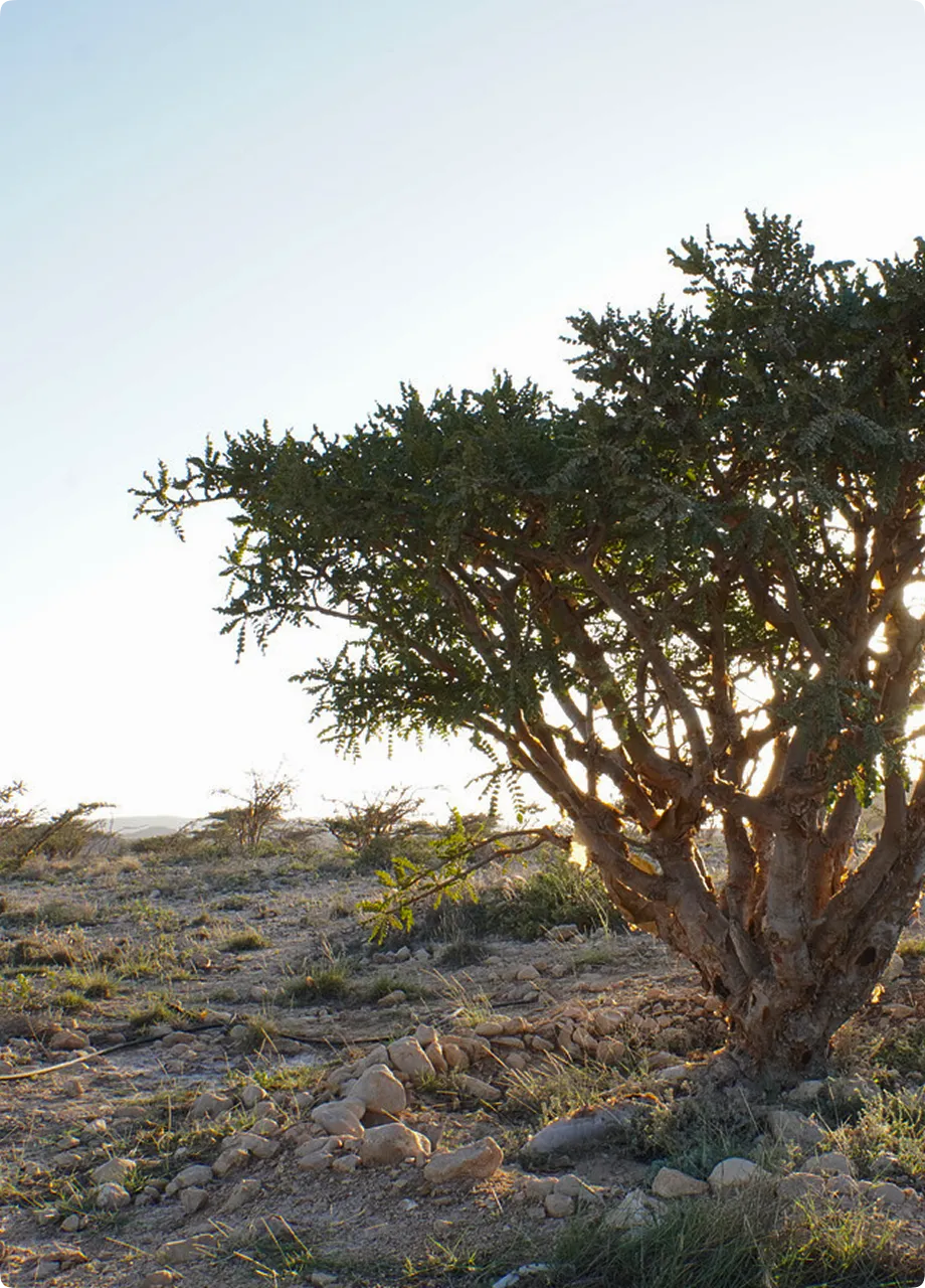 A tree in a rocky, sunlit desert landscape.