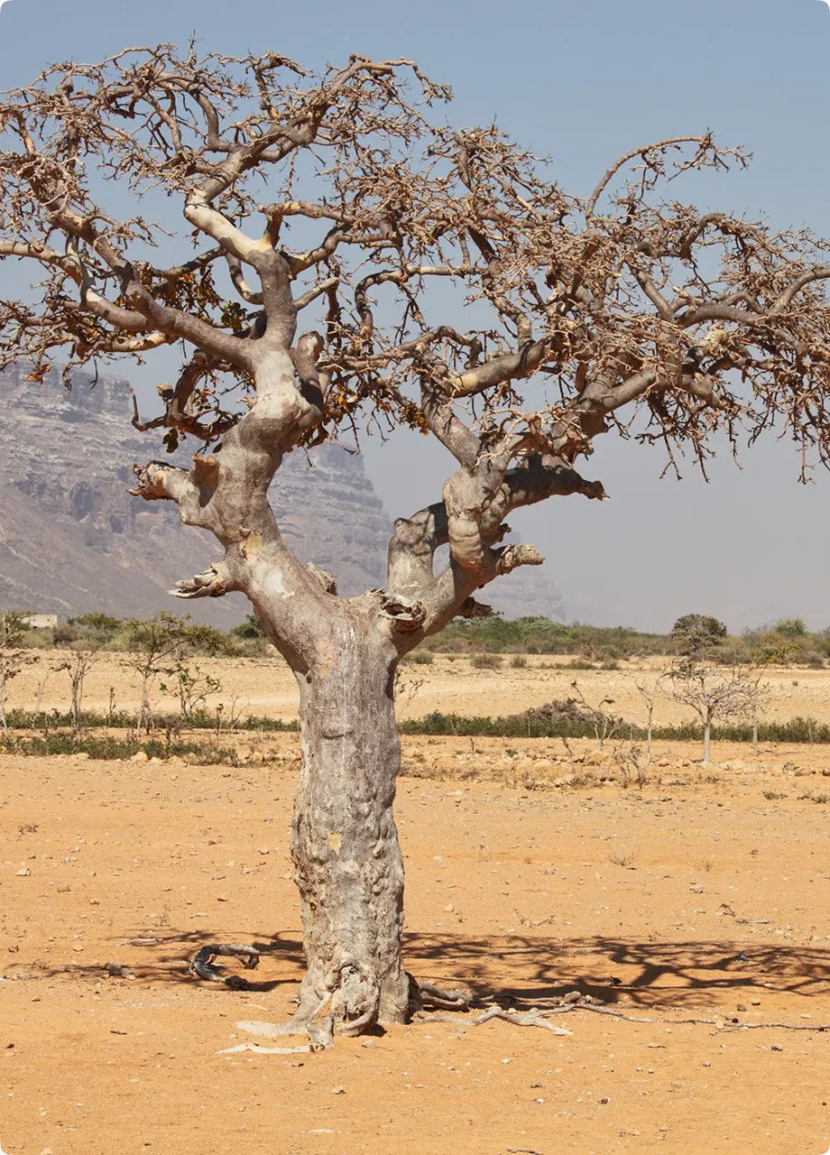 A leafless tree in a dry, desert landscape with mountains in the background.