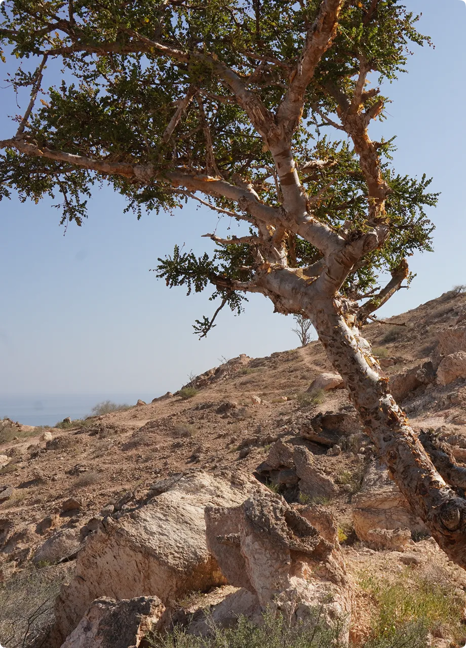 A tree on a rocky hillside with a clear blue sky.