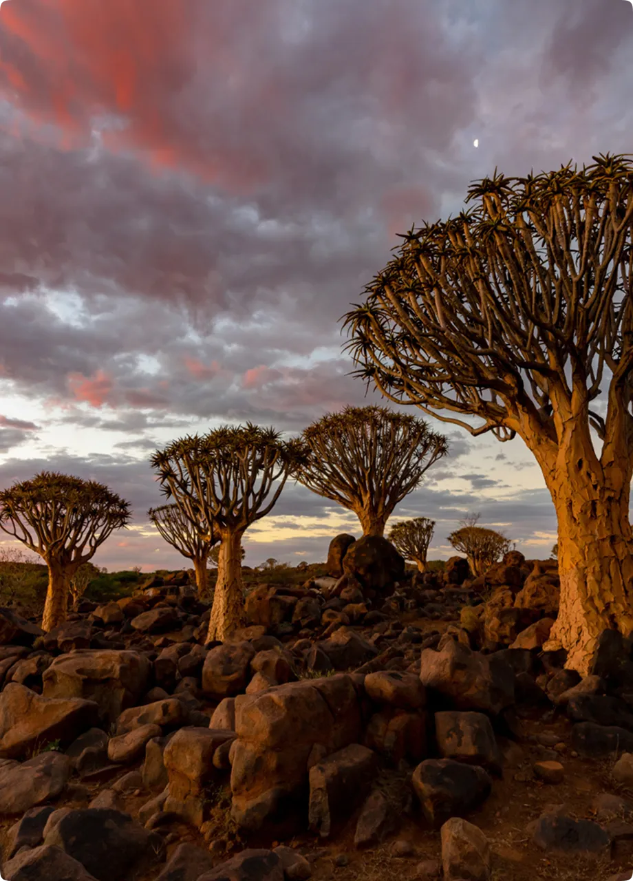 Quiver trees in rocky desert landscape under a colorful, cloudy sky.