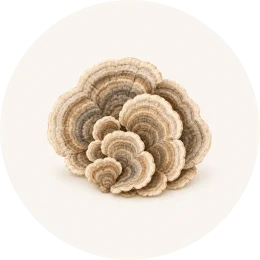 A sepia-toned illustration of a cluster of fan-shaped fungi with concentric rings in a circular frame.