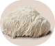 A shaggy, white Lion's Mane mushroom inside a light brown circular frame.