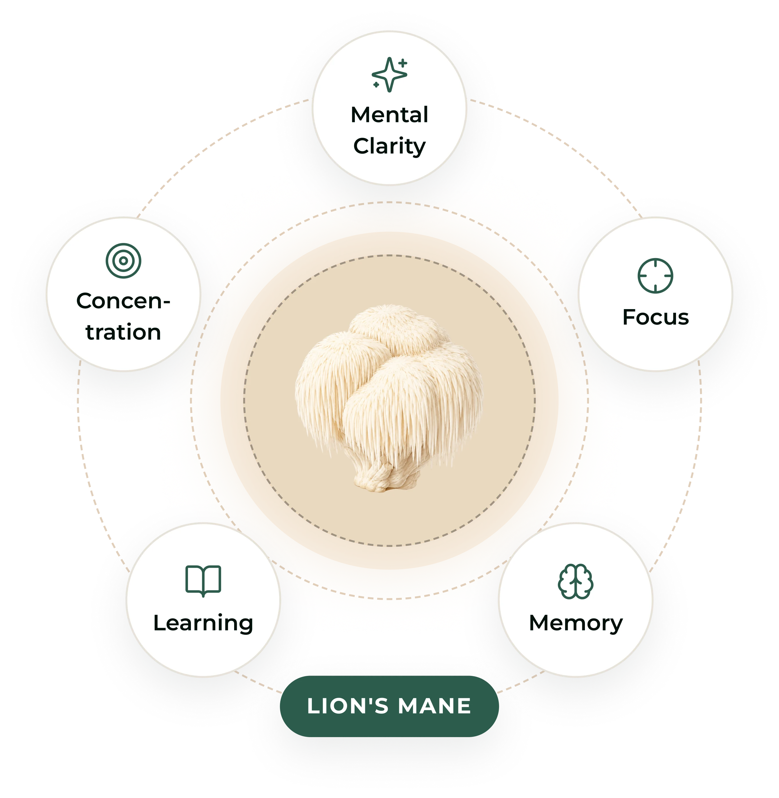 An infographic showing a Lion's Mane mushroom surrounded by its benefits: concentration, mental clarity, focus, memory, and learning.