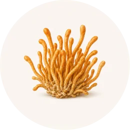 An illustration of a cluster of orange, finger-like Cordyceps mushrooms inside a pale circle.